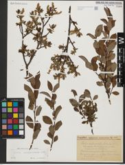Foto von Salix waldsteiniana Willd.